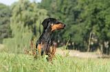 DOBERMANN 027